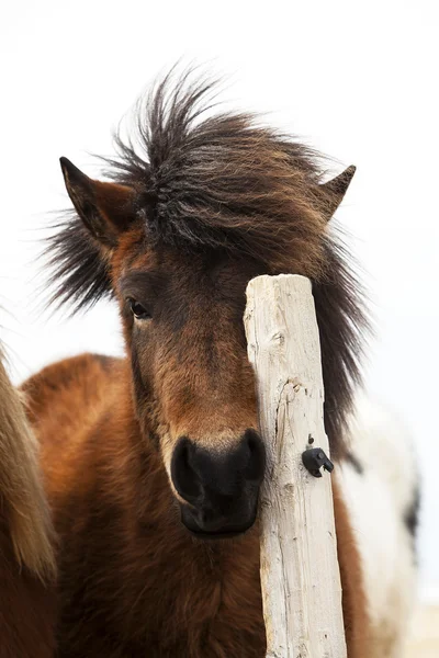Cavallo islandese marrone graffia sulla recinzione — Foto Stock