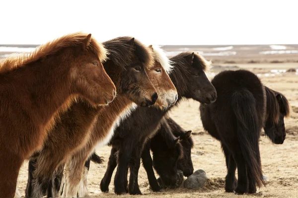 Herd of Icelandic ponies — Stock Photo, Image
