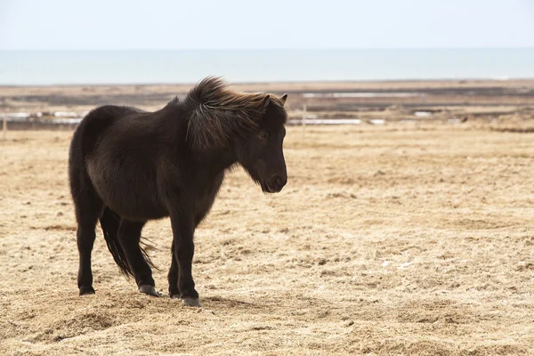 Ritratto di un cavallo islandese nero — Foto Stock