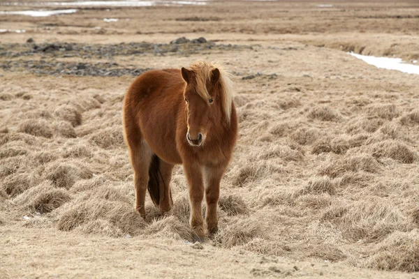 Cavallo islandese marrone su un prato — Foto Stock