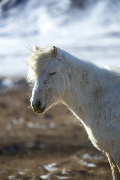 Ritratto di un cavallo islandese bianco in primavera — Foto Stock