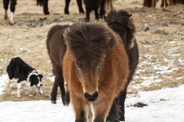 Icelandic horses on a meadow — Stock Photo, Image