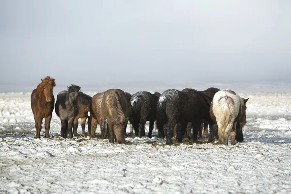 Troupeau de chevaux islandais après la tempête de neige — Photo