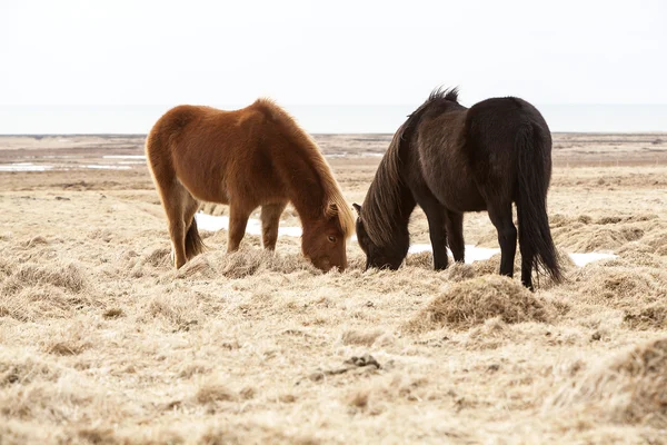 Twee IJslandse paarden op een weide in het voorjaar van — Stockfoto