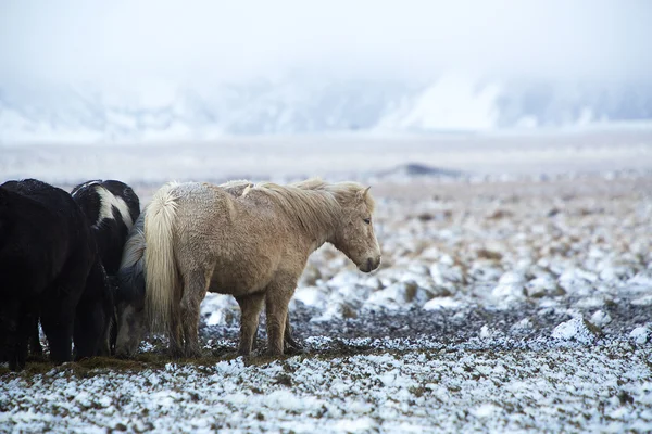 Manada de cavalos islandeses após tempestade de neve — Fotografia de Stock