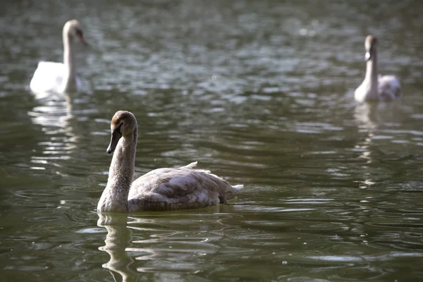 Группа лебедей у озера — стоковое фото