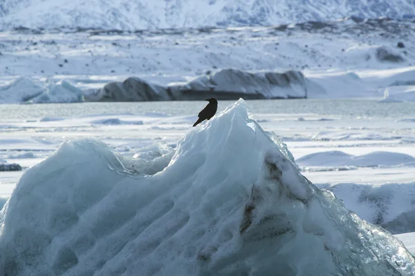 Raven zit op een ijsblok in Jokulsarlon, IJsland — Stockfoto