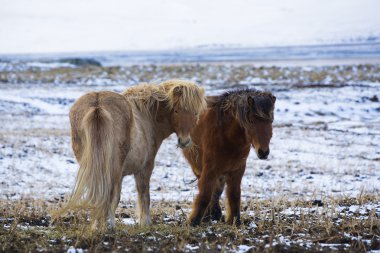 İzlanda'daki reindeers sürüsü