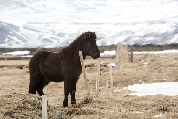 Ισλανδικά-Young foal — Φωτογραφία Αρχείου