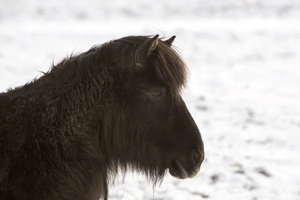 Cavallo islandese — Foto Stock