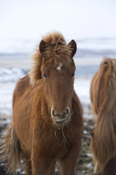 Troupeau de rennes en Islande — Photo