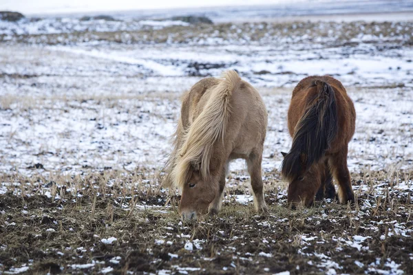 Icelandic horses — Stock Photo, Image