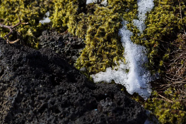 Primer plano del musgo frágil islandés — Foto de Stock