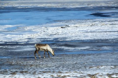 İzlanda'daki Ren geyiği
