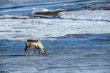 İzlanda'daki Ren geyiği