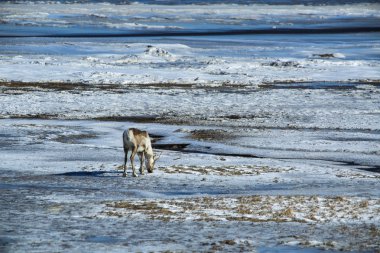 İzlanda'daki Ren geyiği
