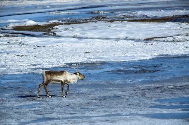 İzlanda'daki Ren geyiği