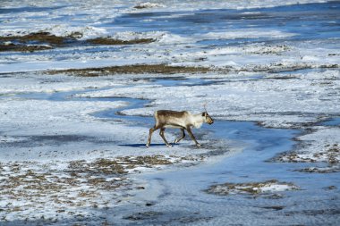 İzlanda'daki Ren geyiği