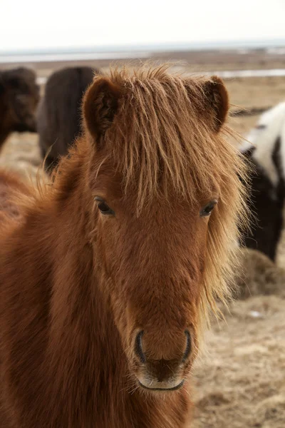 Icelandic horse — Stock Photo, Image