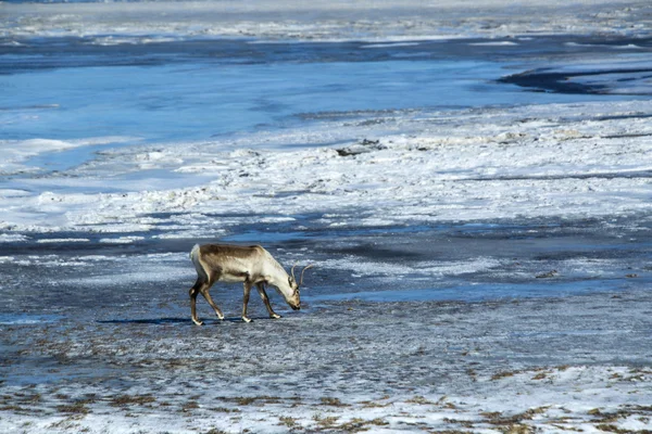 İzlanda'daki Ren geyiği