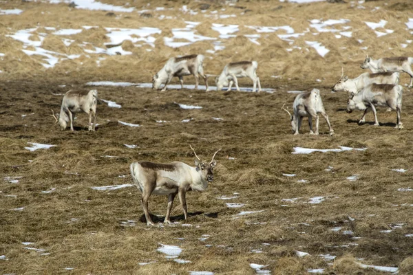 İzlanda'daki reindeers sürüsü