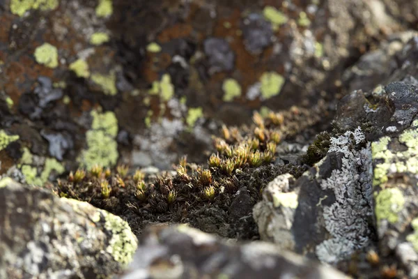 Despertar la primavera en Islandia — Foto de Stock