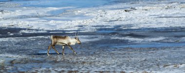 Ren geyiği bir Gölü, İzlanda