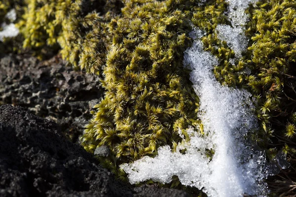 Gros plan de mousse d'Islande fragile — Photo