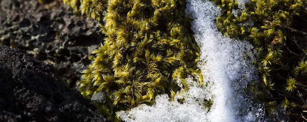 Gros plan de mousse d'Islande fragile — Photo