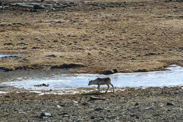 Reindeer in Iceland — Stock Photo, Image