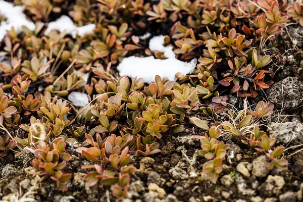 Small plants grow on volcanic underground — Stock Photo, Image