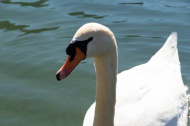 Baharda gölde beyaz kuğu