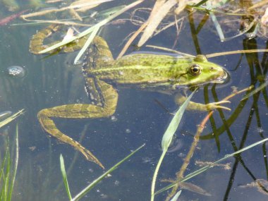 Dışarıdaki bir kurbağa portresi.