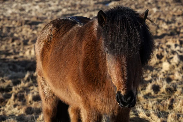 Ponei icelandic brun pe o pajiște — Fotografie, imagine de stoc