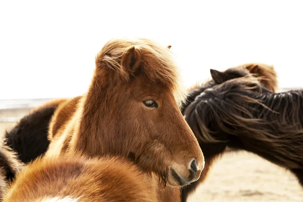 Portrait of an Icelandic pony with a brown mane — Stock Photo, Image