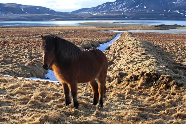 牧草地に茶色のアイスランドのポニー — ストック写真