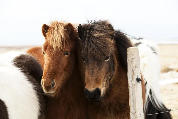 Herde isländischer Ponys — Stockfoto