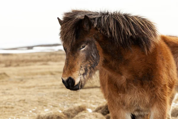 Ritratto di pony islandese con criniera marrone — Foto Stock