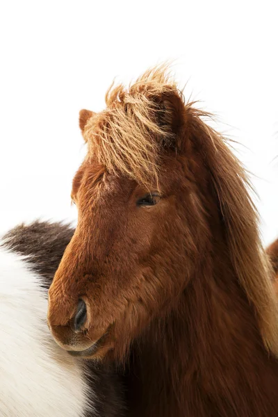 Портрет исландского пони с коричневой гривой — стоковое фото