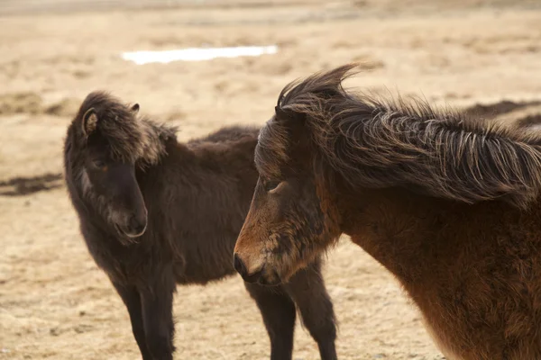 Brown Icelandic horses — Stock Photo, Image