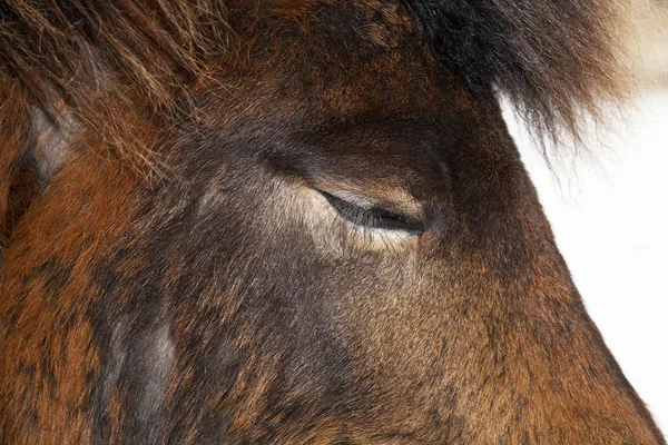 目を閉じて茶色のアイスランドの馬のクローズ アップ — ストック写真