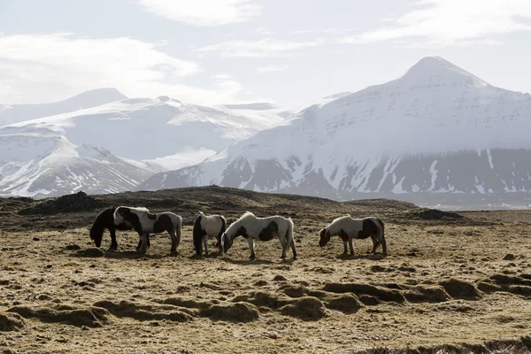 봄에는 아이슬란드 말의 무리 — 스톡 사진