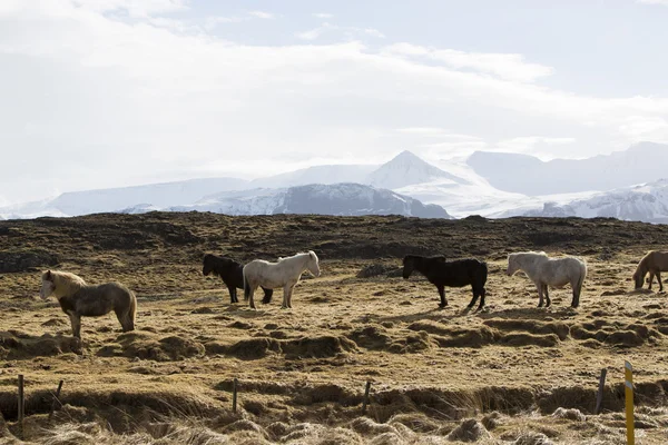 冬のアイスランドの馬 — ストック写真