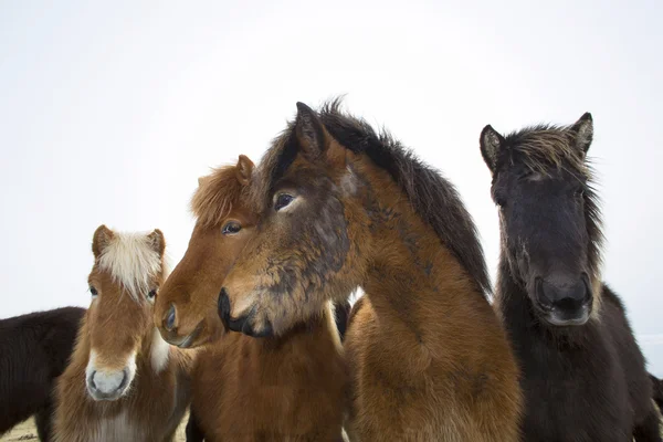 Curious Icelandic horses — Stock Photo, Image