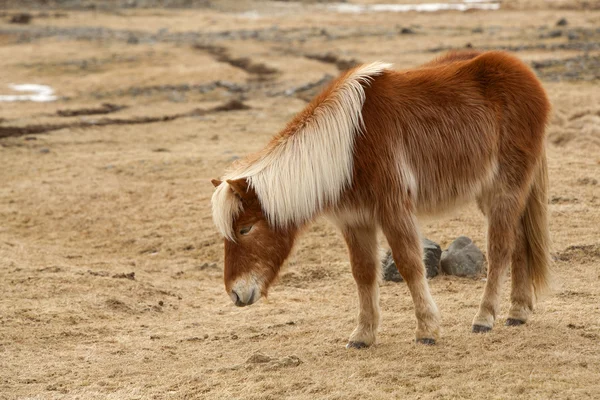 Ritratto di un cavallo islandese marrone — Foto Stock