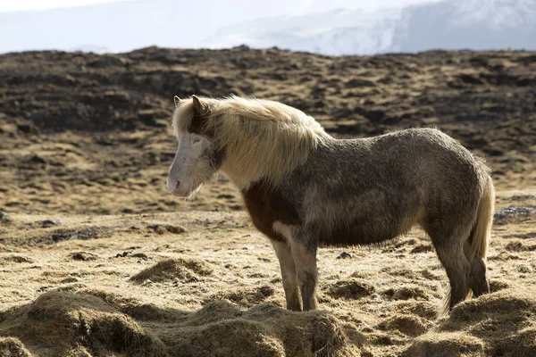 Icelandic pony in wintertime — Stock Photo, Image