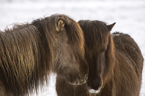Two Icelandic horses in wintertime — Stock Photo, Image