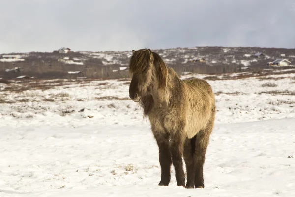 Cavallo islandese in inverno — Foto Stock