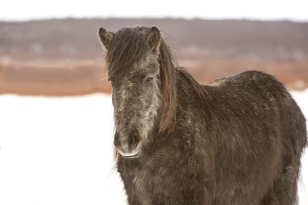 Cavalo icelandic no inverno — Fotografia de Stock