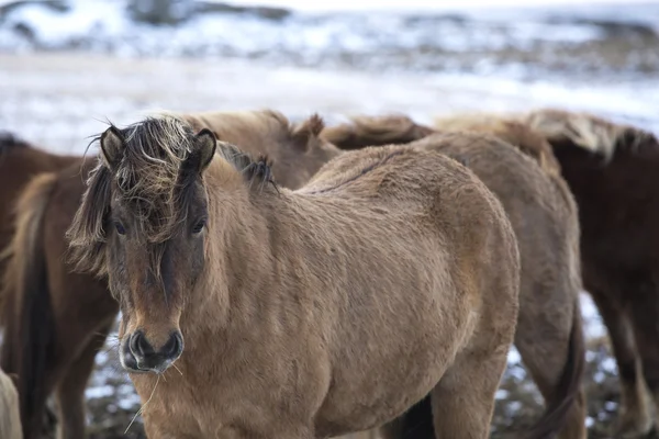 Troupeau de chevaux islandais en hiver — Photo